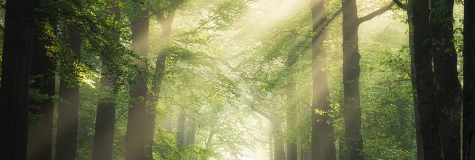 Lush green forest illustrating the vital role and benefits of trees in supporting ecosystems and combating climate change